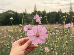 -上海滨江森林公园