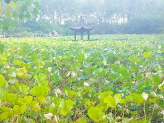 -合肥滨湖国家森林公园