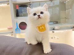 -lincat·猫舍(广州店)