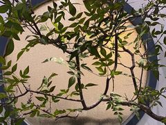 -小徽舟臭鳜鱼(雅清街店)