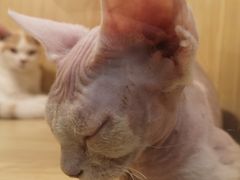 -屋虎猫馆(宝安大仟里店)