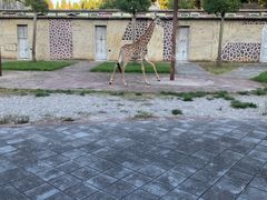 -贵州森林野生动物园