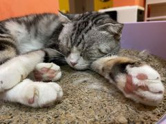 -Bastet sally猫舍购宠(静安店)