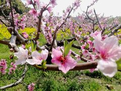 -南汇桃花村