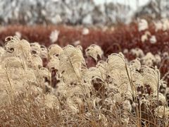 -野鸭湖国家湿地公园