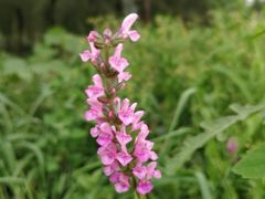 -长春公园(普阳街道)