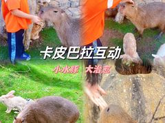 -灵玲国际马戏城