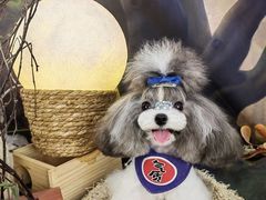 -读宠于你·约克夏比熊·睫角守宫·爬宠售卖(高新店)