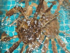 -巧克力渔家.小船海鲜胶东菜(万平口店)