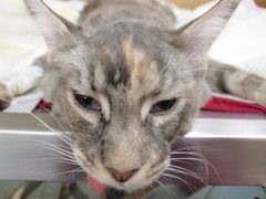 -艾贝尔宠物医院·24H转诊中心·肿瘤猫专科(江宁双龙店)