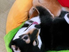 -逗柴咖啡屋·狗咖猫咖宠物桌游