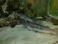 -东方巨龟苑景区