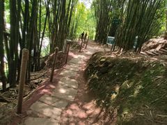 -川西竹海景区