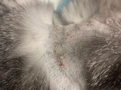 -安安宠医·安宠宠物医院