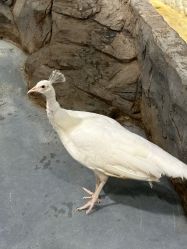 -Zoolung Zoolung动物主题公园(海信广场店)