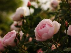 -鼓浪屿牌馅饼(博物馆店)