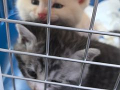 -瑞派·关忠动物医院·猫专科·犬专科(三环新城店)