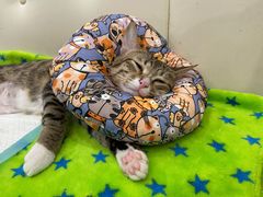 -凯特喵百思猫专科医院