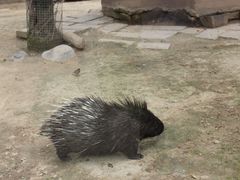 -青藏高原野生动物园