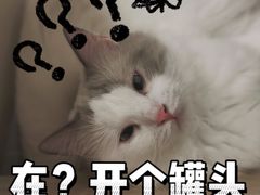 -有喵·猫咖·狗咖·30几只猫10只小狗(岗厦店)