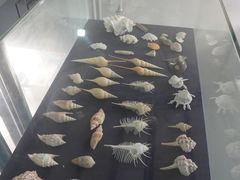 -上海海洋大学鱼文化博物馆(军工路校区)