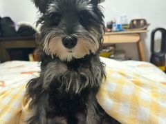 -翊宠yipet猫狗购宠庄园犬舍•猫舍