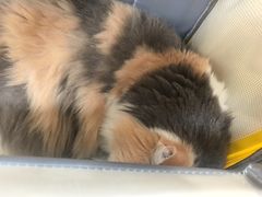 -美联众合动物医院·24h京西诊疗中心