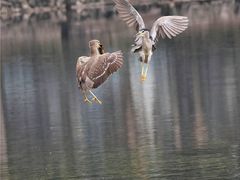 -重庆彩云湖湿地公园