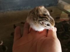 -大清花饺子城(昌黎店)