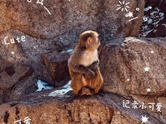 -青藏高原野生动物园