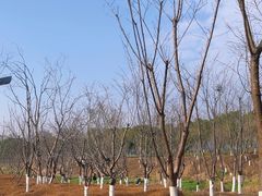 -洋湖国家湿地公园