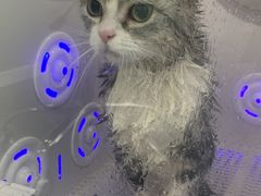 -爱洗澡的猫(望京店)
