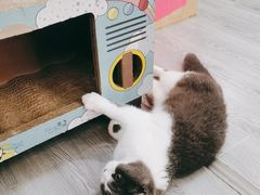 -猫在这儿猫咪咖啡馆·撸猫馆