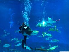 -烟台海昌鲸鲨海洋公园