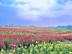 -空港花田景区