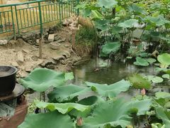 -七的湖·晚芳亭·阳澄湖农家菜·大闸蟹(莲花岛店)