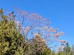 -鹫峰国家森林公园