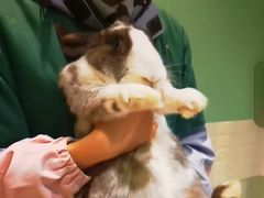 -雨林宠物医院 非犬猫异宠专科