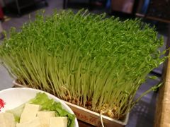 鲜活豌豆苗-七欣天(上海淮海路新尚广场店)