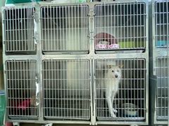 -爱贝特动物医院·猫口炎专科