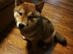 -柴务处·柴犬主题狗咖