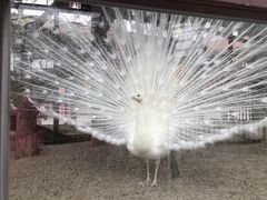 -南宫五洲植物乐园