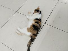 三食堂的猫-哈尔滨商业大学(南校区)