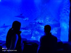 -石家庄海洋公园