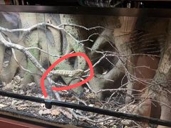 -帕帕拉兹宠物(亚洲旗舰店)