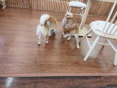-豆柴町-柴犬主题狗咖(红鼎国际C座店)