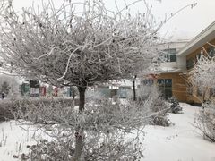 -哈素海