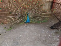 -青峰峡国家森林公园