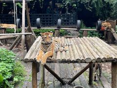 -广州长隆野生动物世界