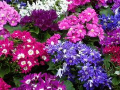 -重庆动物园·东二门售票处